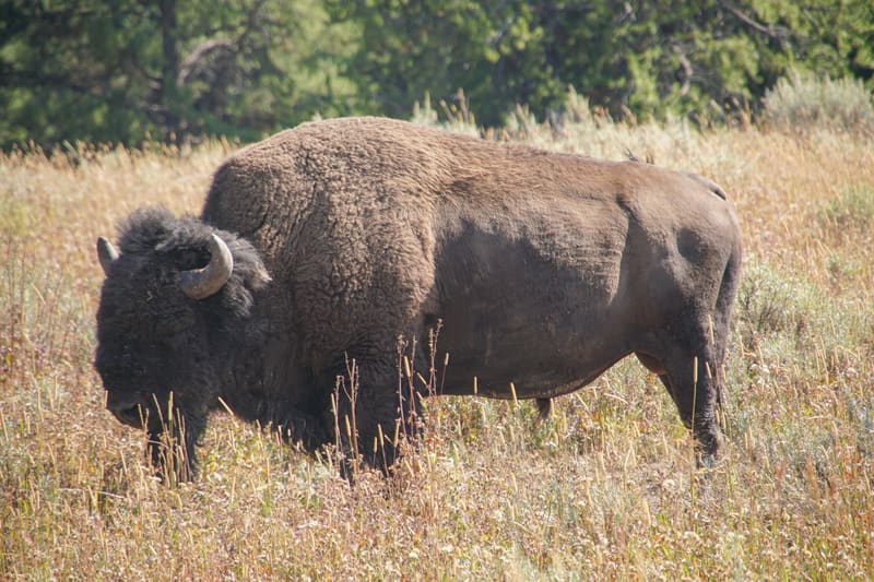 American bison standing broadside in tall golden grass, curved horn and shaggy brown coat in warm sun, pines behind