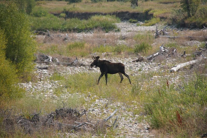 Young bull moose walking left in profile across a dry stony creek bed strewn with driftwood, grass and willows