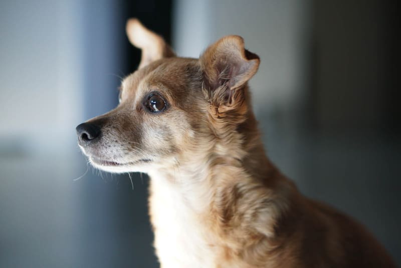 Small tan dog with a greying muzzle and one folded ear gazing left in soft window light, blurred grey indoor background