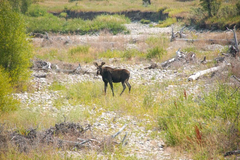 Young bull moose with short antlers pausing in a dry rocky creek bed, head turned toward the camera, driftwood around